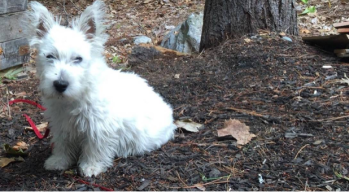 A photograph of a small, white dog.